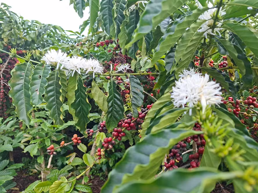  Allianz amplia coberturas no seguro rural e eleva receitas