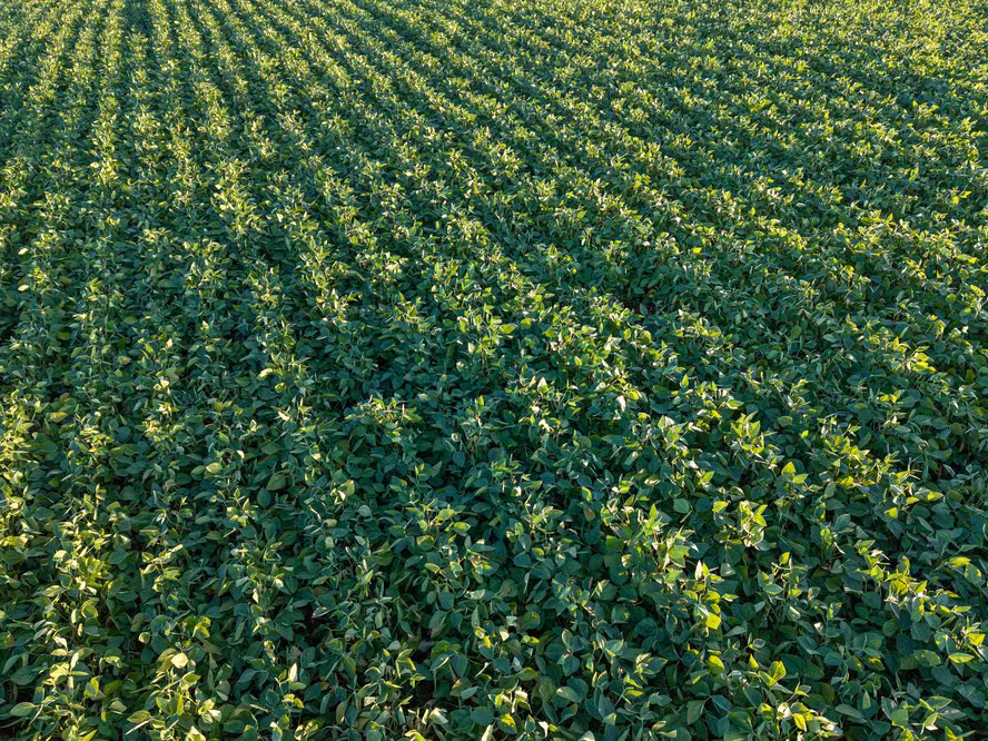  Após estiagem, retorno das chuvas deve beneficiar lavouras de soja