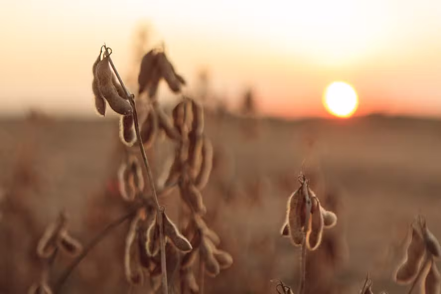  Após falta de chuva, produtores fazem replantio de soja em MT; entidade pede revisão nas estimativas