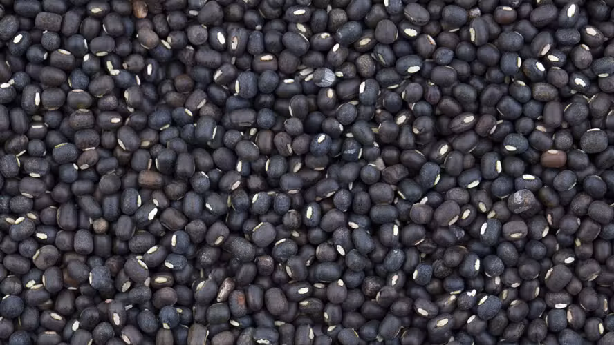  Brasil bate recorde nas exportações de feijão e gergelim em 2025