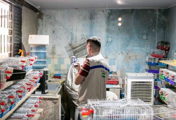  Canil clandestino com cães e hamsters é interditado após animais serem flagrados comendo cadáveres