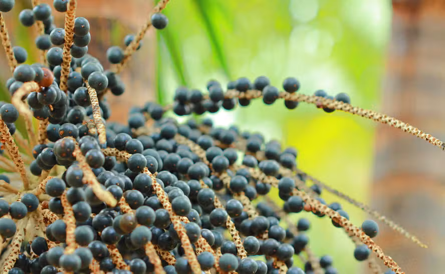  Casal produz e exporta açaí do Pará para Austrália, Japão e EUA