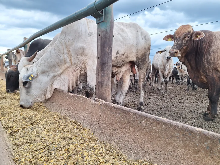  Com safra recorde de grãos, custo de confinamento recua no Brasil