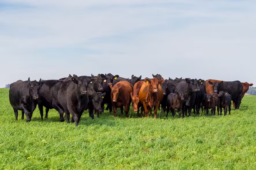  Como as raças 'europeias' deram um salto de produtividade na pecuária brasileira
