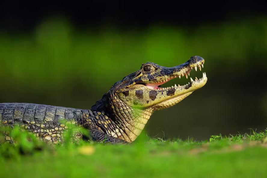 Como criar jacaré: carne do animal está ganhando aceitação no Brasil