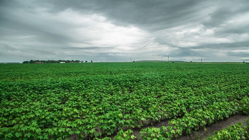  Confira como a soja encerrou a semana