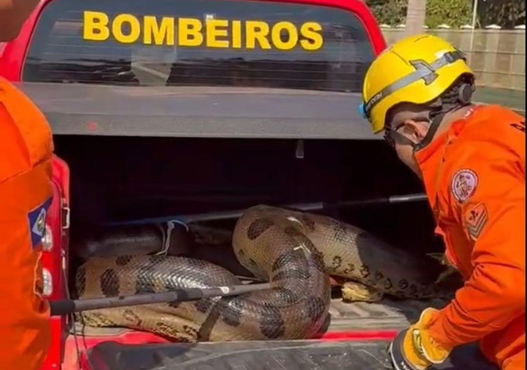 Corpo de Bombeiros de MT resgata mais de 1,9 mil animais silvestres em 2025