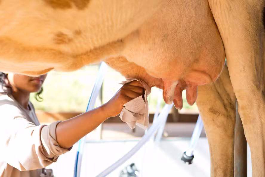  Empresa atuará como elo entre o banco e os pecuaristas