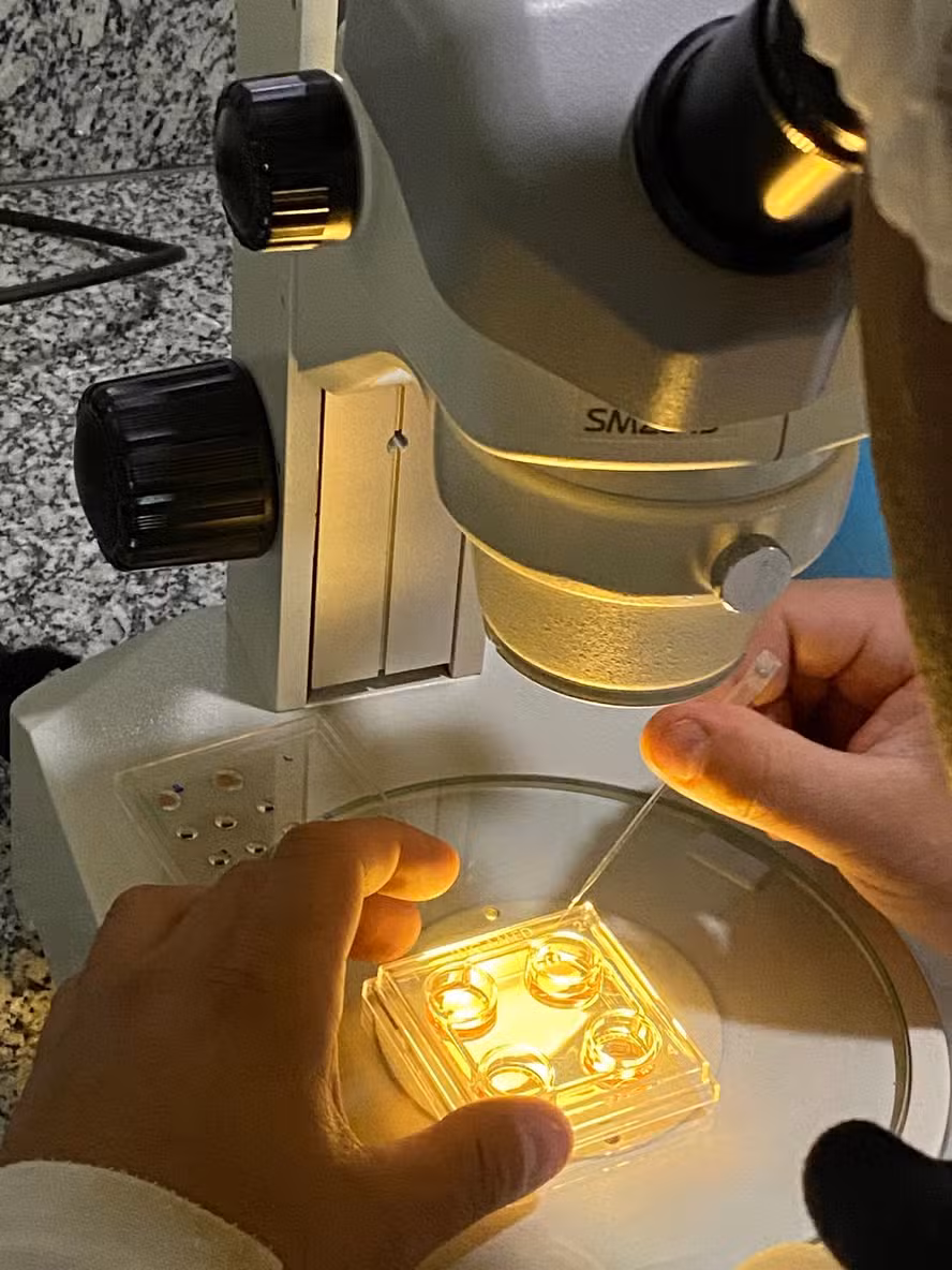  Empresa exporta embriões bovinos a países da África, Ásia e América Latina