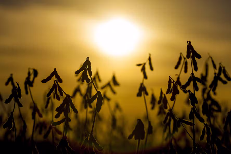 Falta de chuva deve impactar produção em grande parte do país entre setembro e novembro
