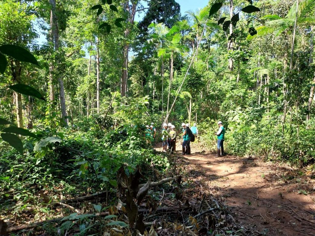  Florestas de MT movimentaram R$ 1,6 bilhão em 2024 e revelam potencial de expansão da silvicultura