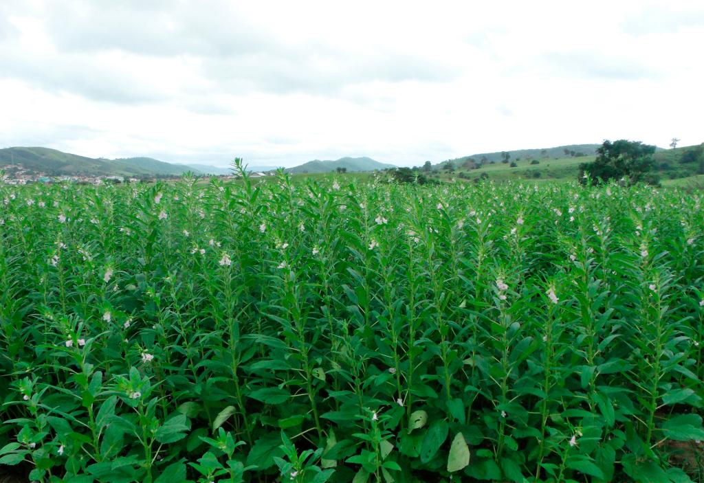  Gergelim ganha espaço e se consolida como segunda opção de safra em Mato Grosso