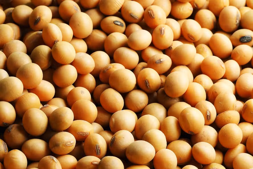  Grãos abrem o dia em queda na bolsa de Chicago