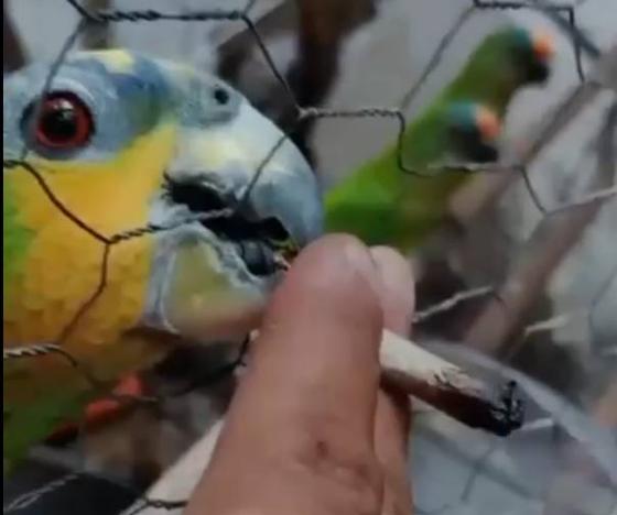Homem é preso por maus-tratos após gravar vídeo dando maconha para papagaios em Várzea Grande