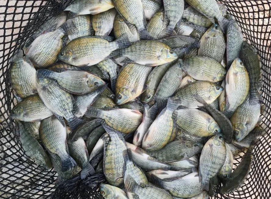  Lista de espécies invasoras não proíbe produção, diz ministro