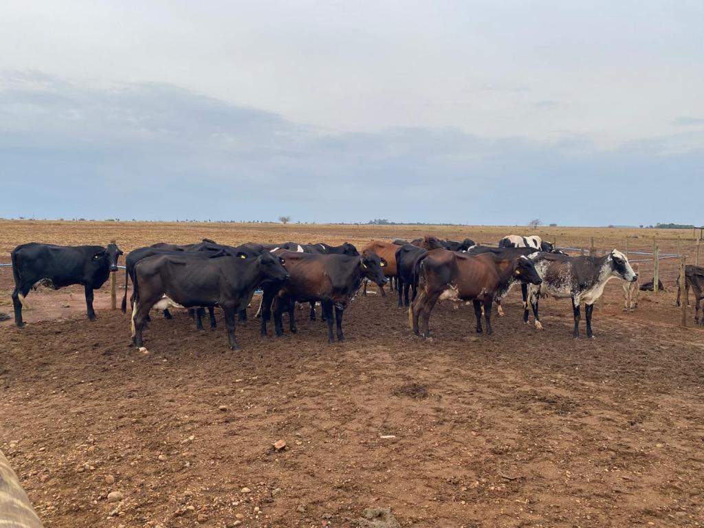  Melhoramento genético moderniza rebanhos leiteiros e aumenta produtividade da agricultura familiar em Mato Grosso