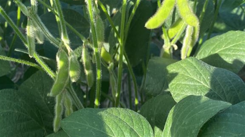  Mercado da soja se prepara para a safra