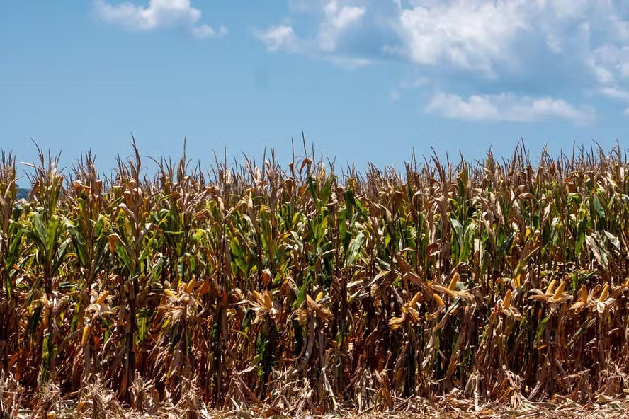  Mercado de defensivos para milho encolhe 7% na segunda safra