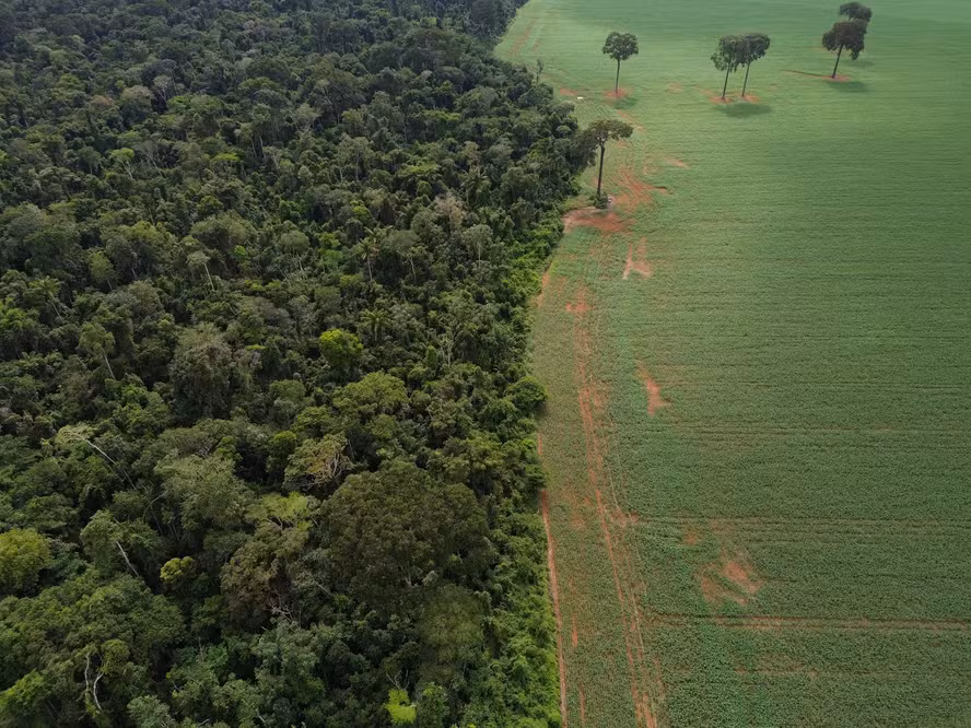  Moratória da Soja tira renda e competitividade do agricultor, aponta relatório