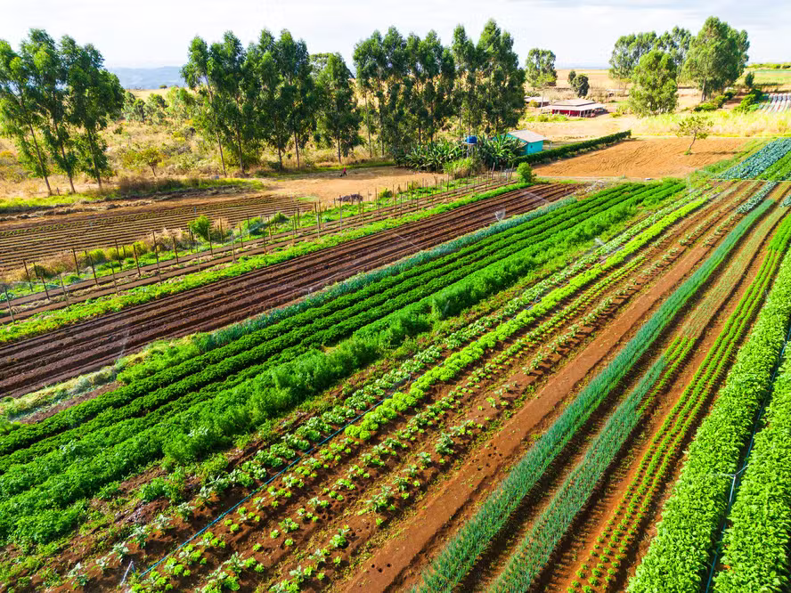  Número de pedidos de recuperação cresce 147% no agro