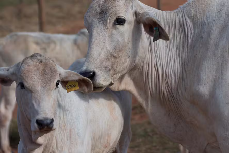 Oferta de gado deve começar a se reduzir em 2026, prevê consultoria