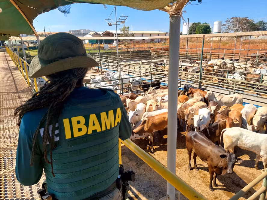 Operação apreende 7 mil cabeças de gado de áreas de desmatamento ilegal na Amazônia