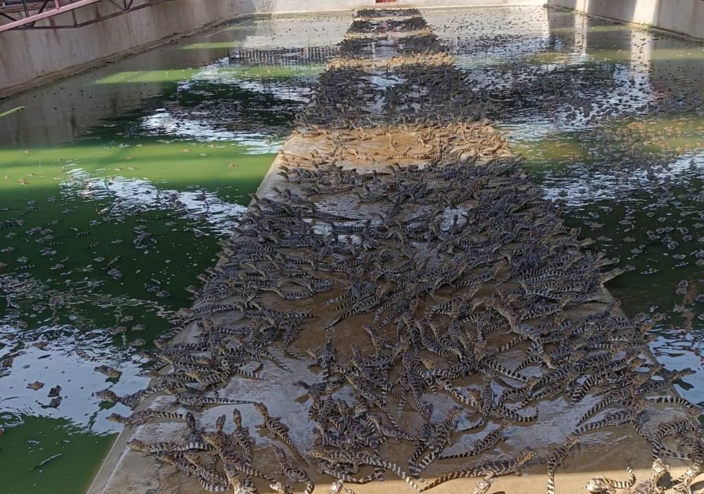  Pesquisa da UFMT explora benefícios do óleo de jacaré-do-pantanal para tratar feridas, acne e até depressão