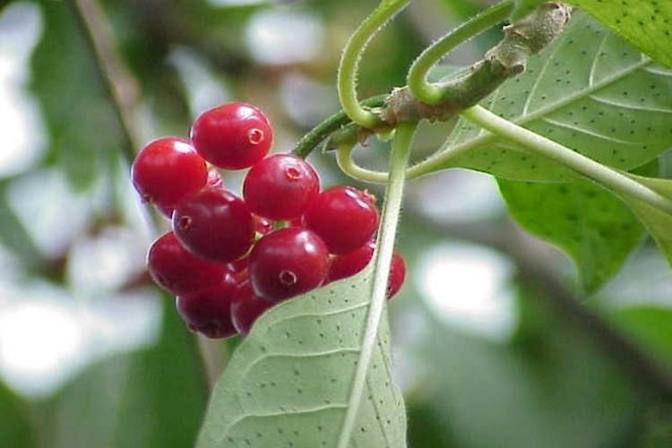 Pesquisadores estudam a eficácia de planta amazônica com potencial para novos anticoagulantes