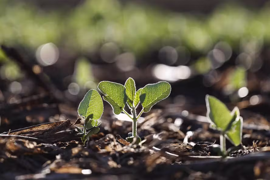  Preço da soja cai no Mato Grosso após início do plantio