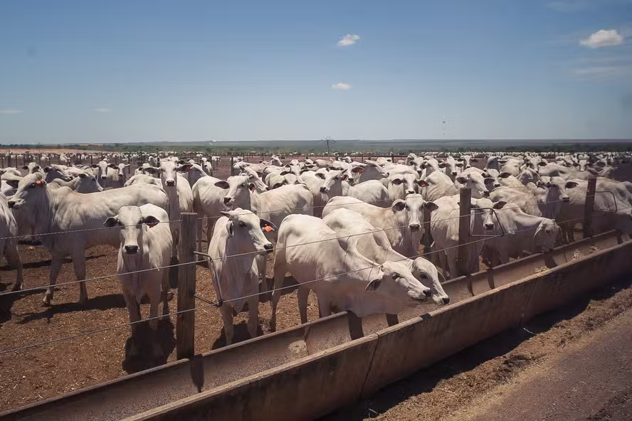  Preço do boi gordo começa a semana com estabilidade