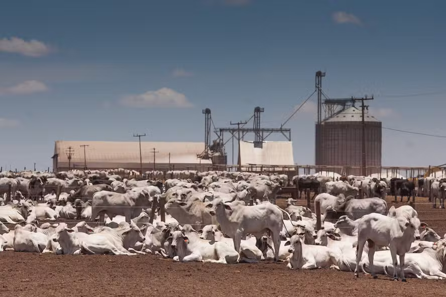  Preço do boi gordo começa outubro com estabilidade na maior parte do Brasil