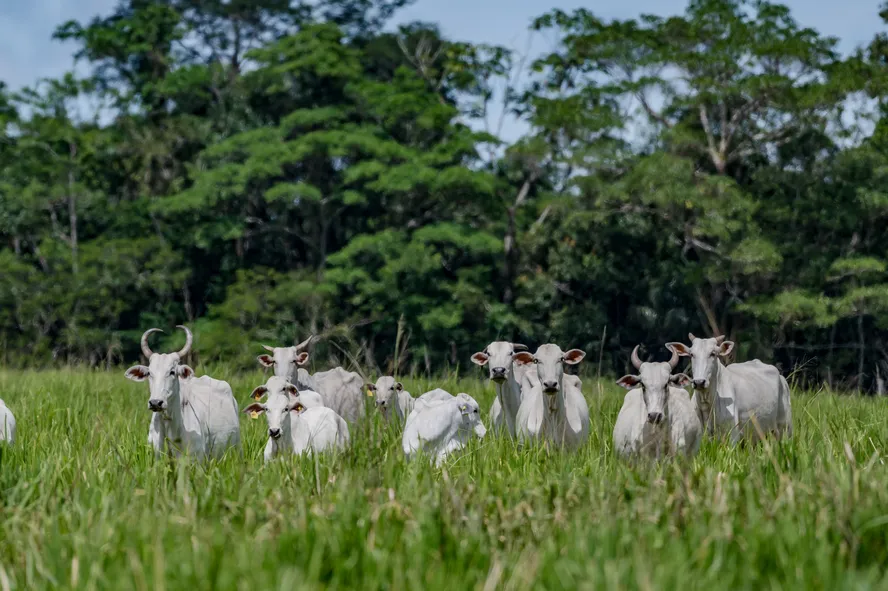  Preço do boi gordo encerra a semana em alta em São Paulo