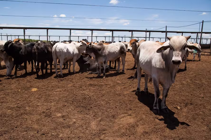 Preço do boi gordo encerra a semana sem mudanças e com poucos negócios