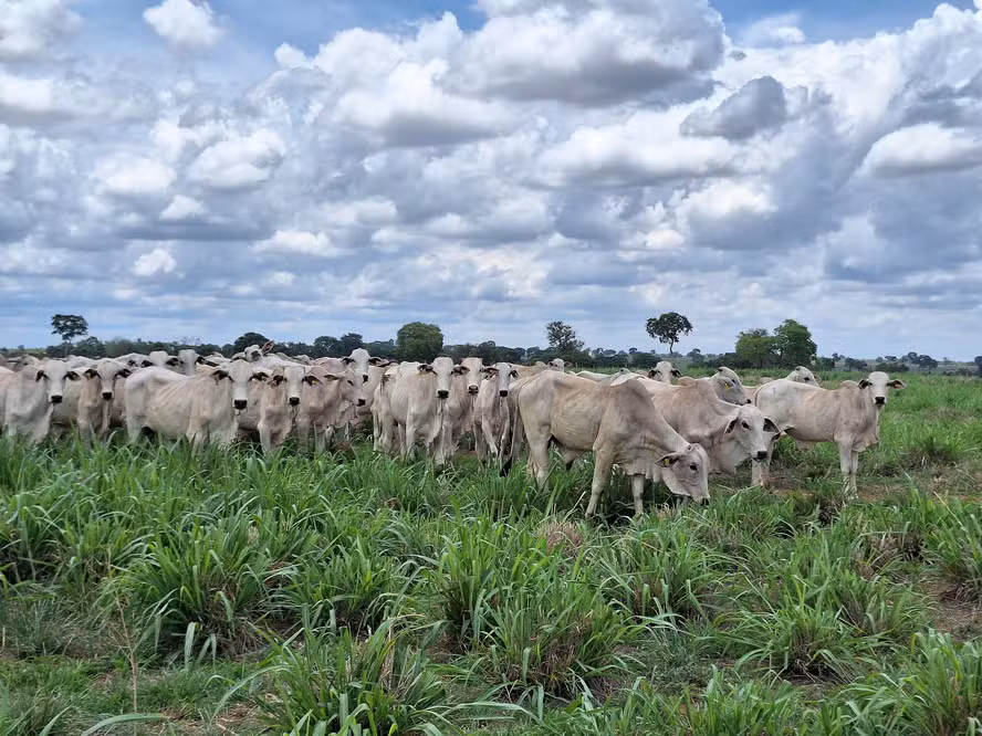  Preço do boi gordo fica estável na véspera do feriado