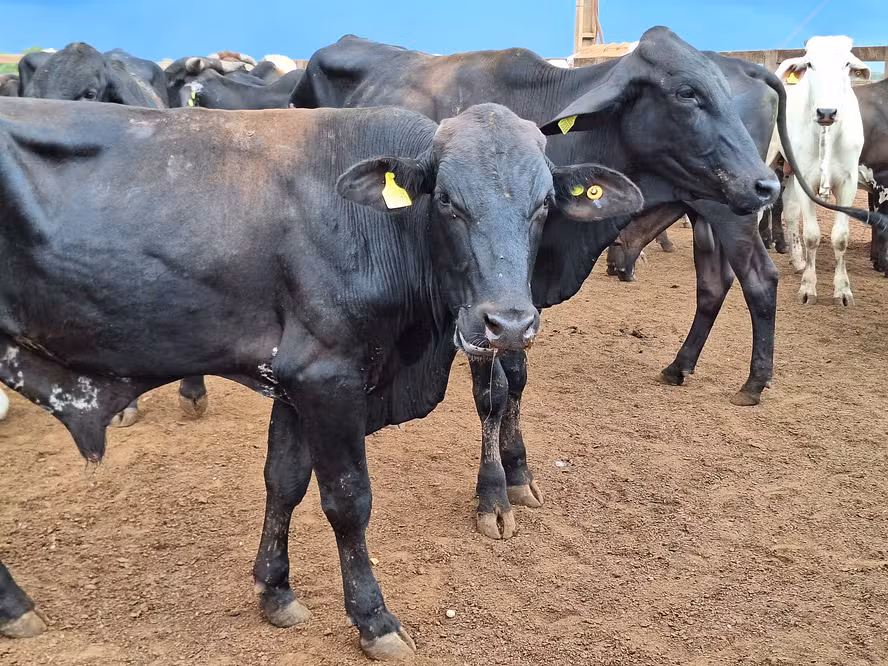  Preço do boi gordo inicia dezembro sem alterações na maior parte do país