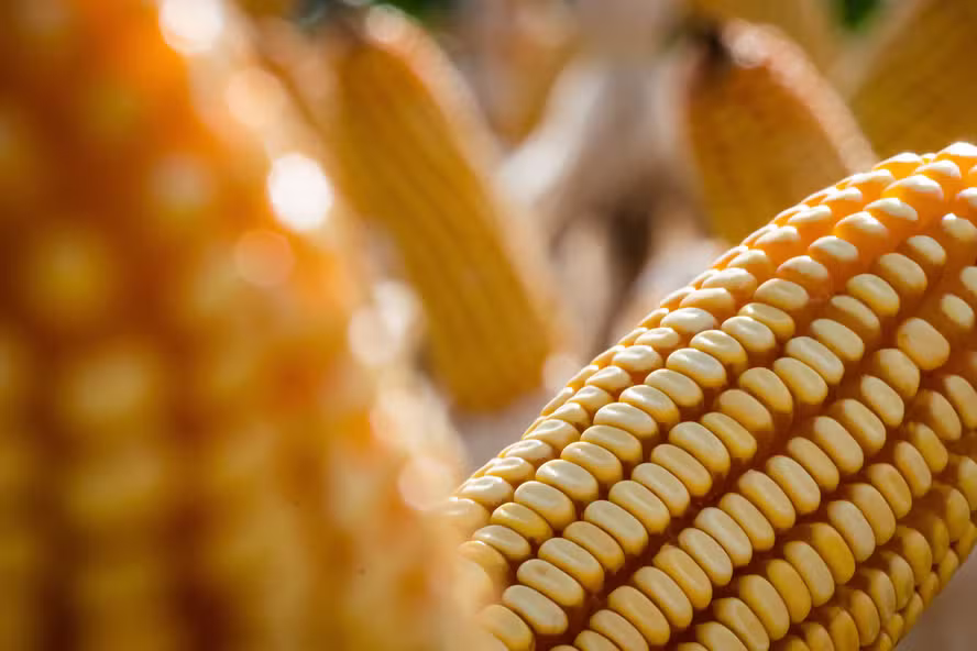  Preço do milho segue firme mesmo com aumento na produção estimada