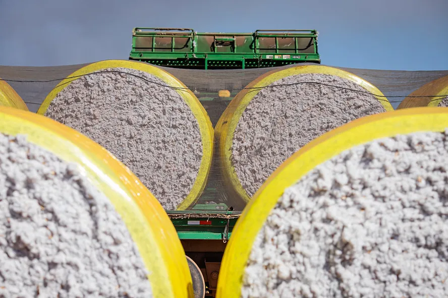 Preços do algodão no Brasil caem para menor valor em cinco anos