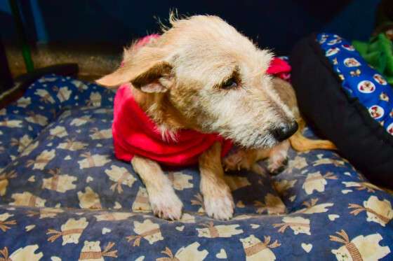 Prefeitura de Cuiabá realiza segundo mutirão de castração em 50 cachorrinhos