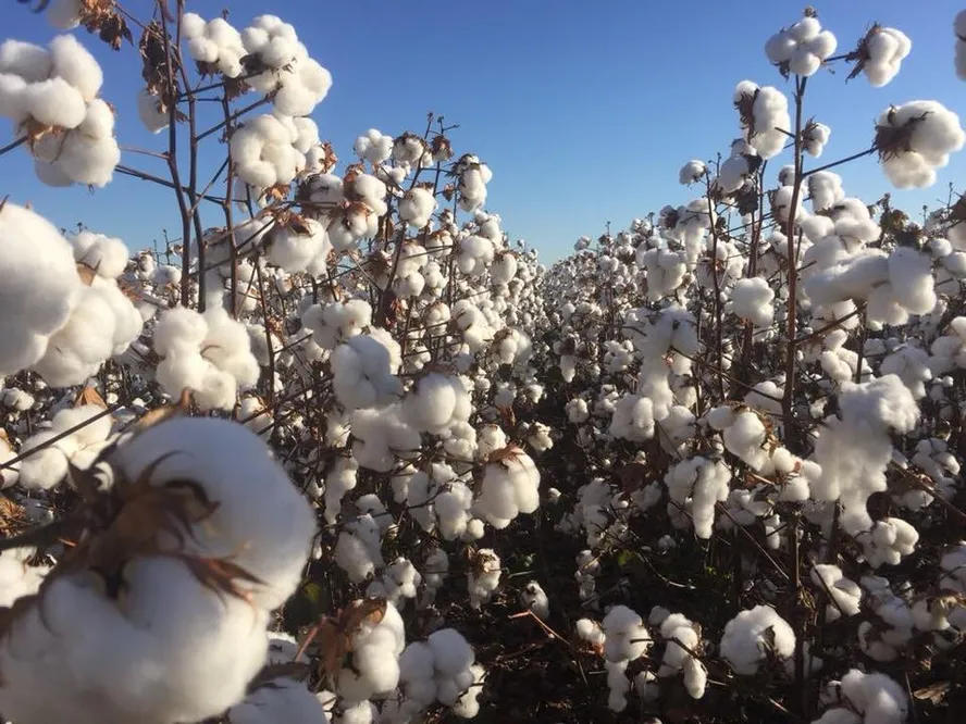 Produtividade do algodão é a segunda maior da história em Mato Grosso