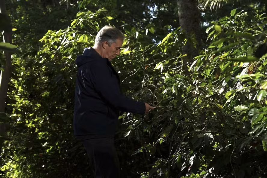  Produtores inovam e transformam flores do café em matéria-prima para chás