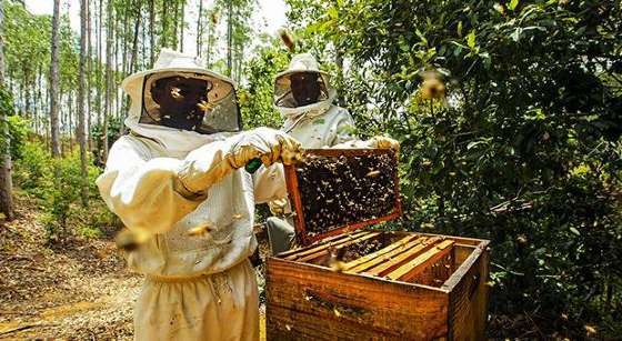 Safra de ouro: produção de mel em Mato Grosso cresce 35% e alcança novo recorde