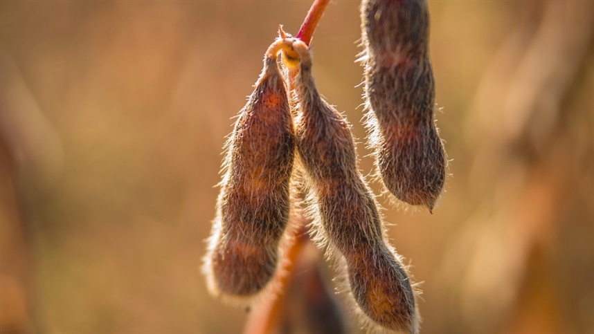 Safra de soja tem avanço e alerta hídrico