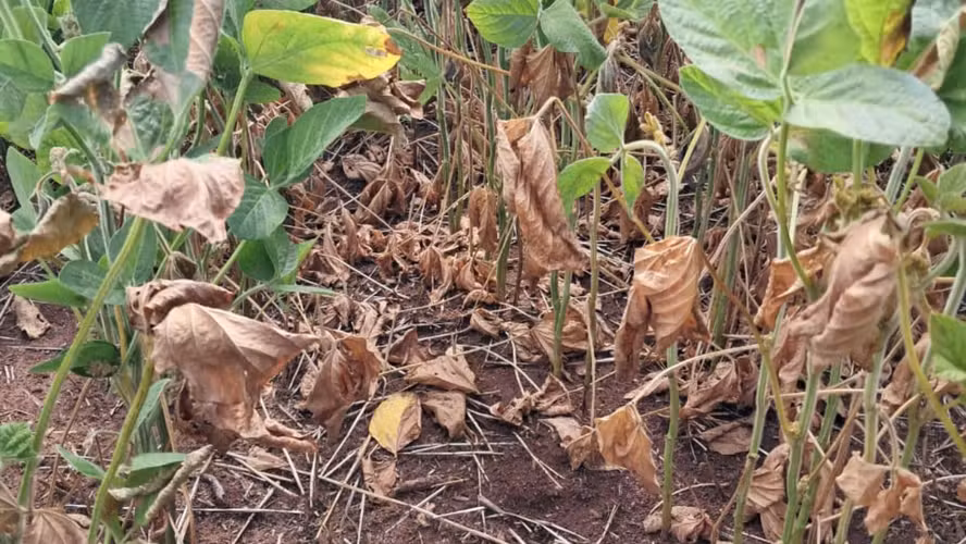 Seguro cobre quase 1 milhão de hectares de soja, mas verba acaba