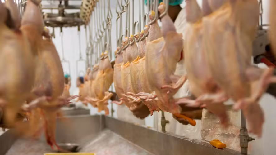 Sem China, México liderou importações de carne de frango do Brasil em agosto