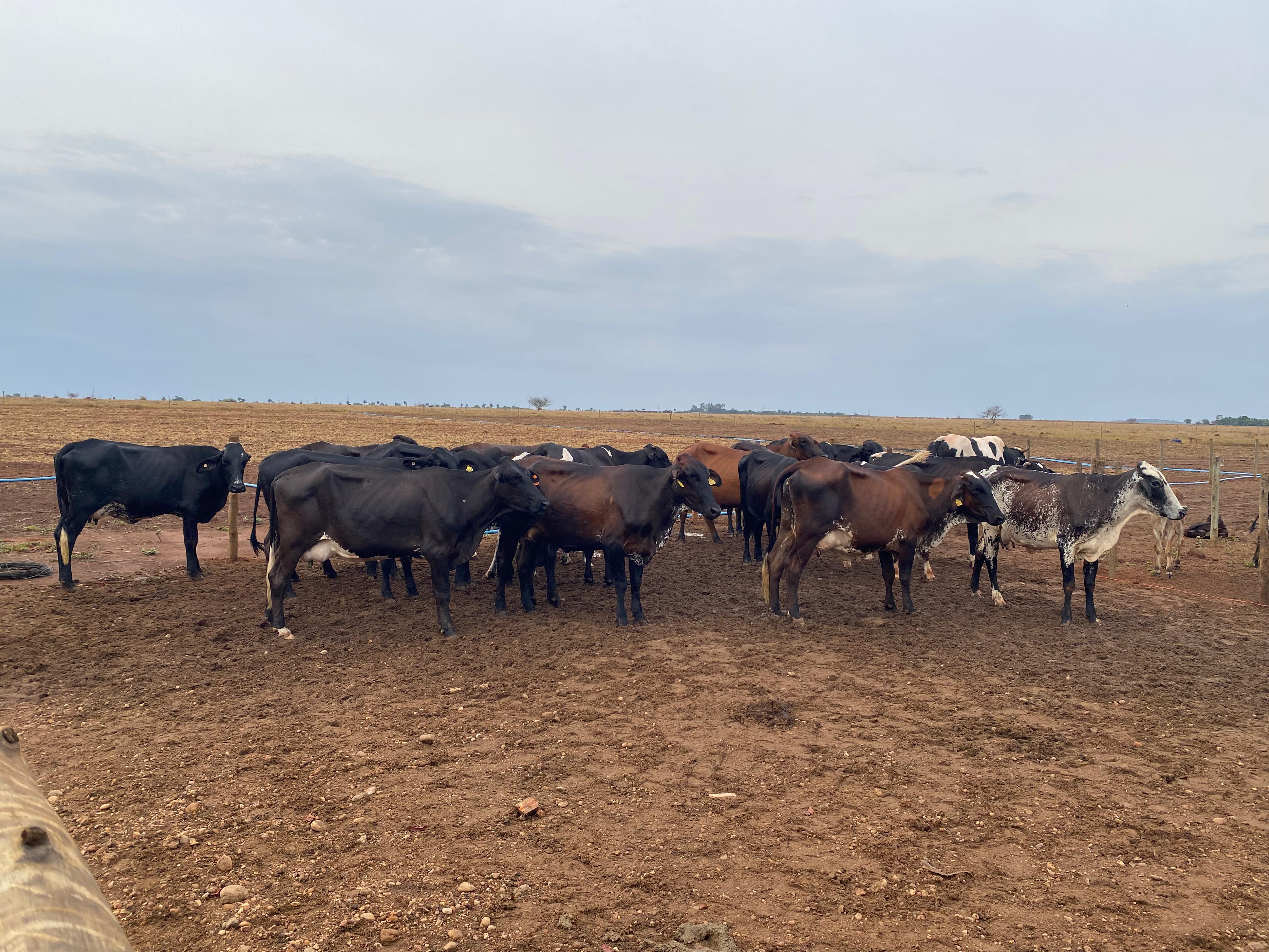  “Sem o programa de melhoramento genético do Governo de Mato Grosso, a cooperativa não sobreviveria”, afirma produtor de Bom Jesus do Araguaia