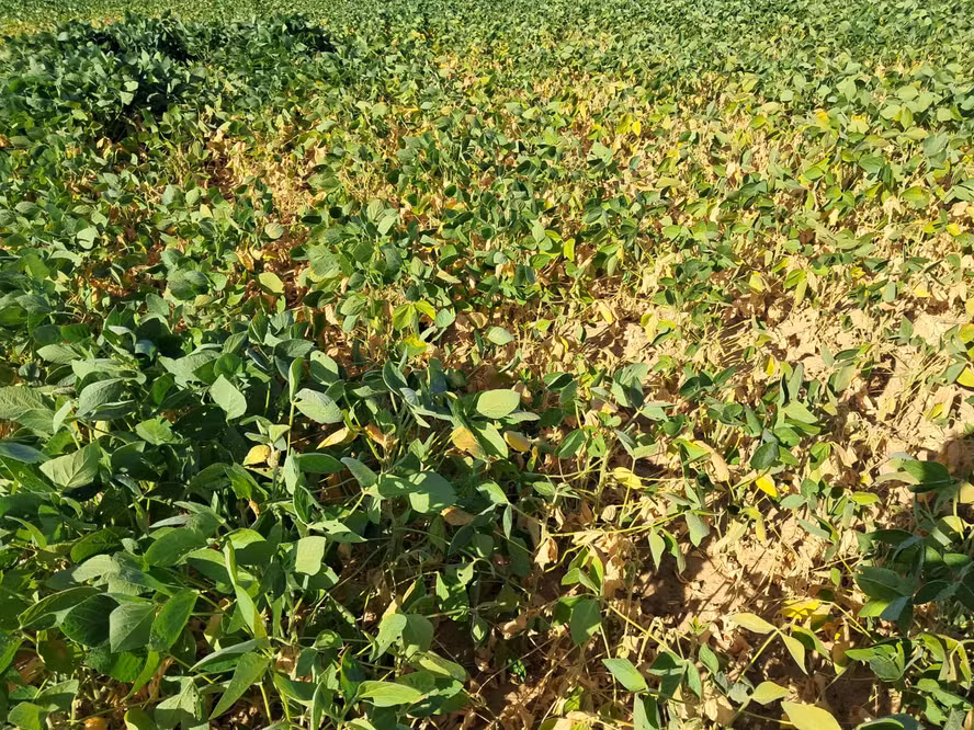  Soja terá menos de R$ 65 milhões de seguro rural em 2025