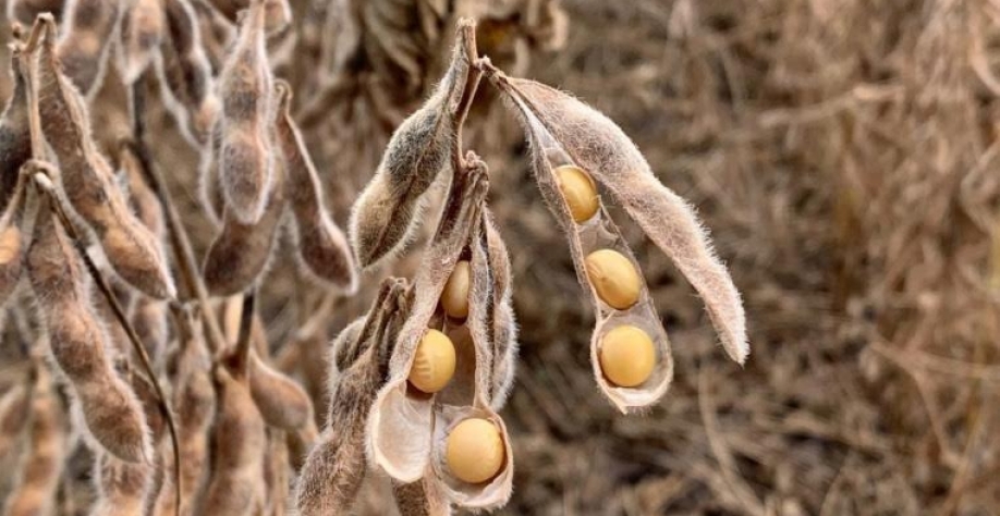  Superintendência do Cade determina suspensão da ‘Moratória da Soja’