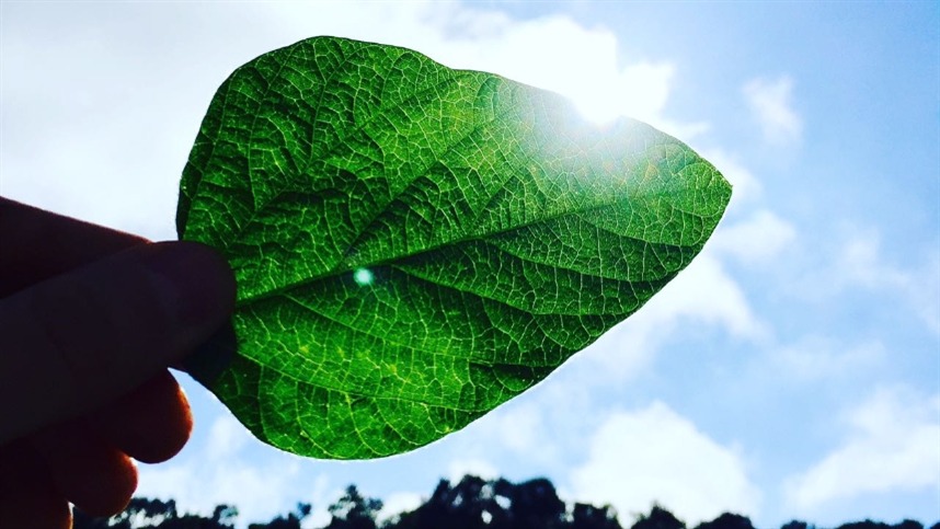  Tensões entre EUA e China derrubam preços da soja em Chicago