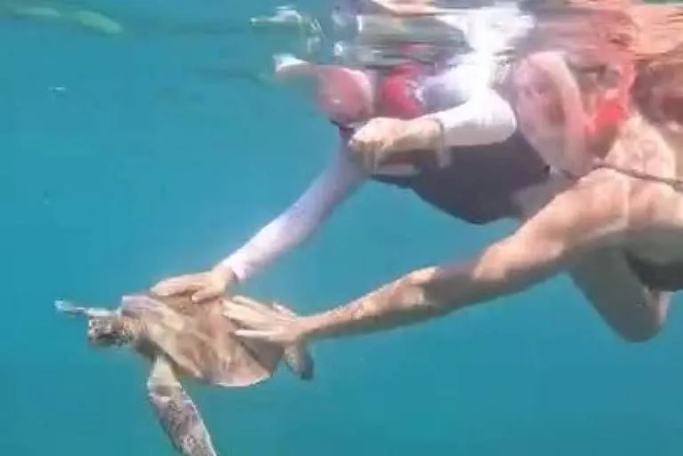 Turista toca tartaruga e é multada em R$ 10 mil em Fernando de Noronha