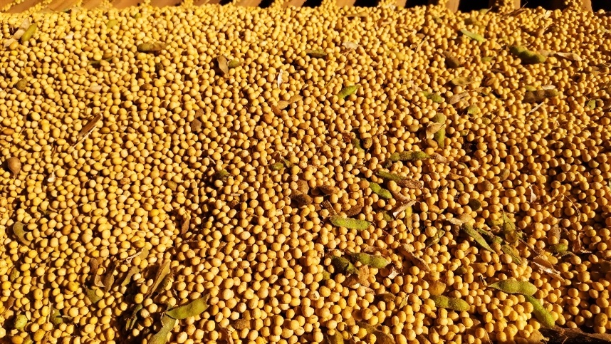  Valor agregado: soja mira novos mercados